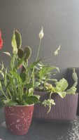 IMG_2775.jpeg
