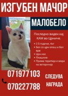 ИЗГУБЕН МАЧОР_20251014_104355_0000.jpg