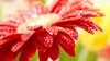 7461_spring_wallpaper.jpg