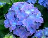 Hydrangea_macrophylla_Blauer_Prinz_2.jpg