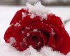 snow_rose_by_micsmitty-d4rirkl.jpg