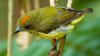 Animal-Picture-Green-Bird-With-Orange-Stripe.jpg