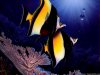 animals-under-water-fish-wallpapers-1600x1200.jpg