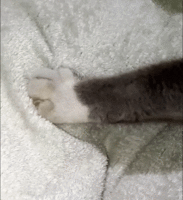 Cat_paws_kneading.gif