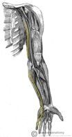 Anatomical-Course-of-the-Ulnar-Nerve-through-the-Upper-Limb.jpg