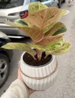 IMG_7007.jpeg