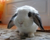 TheBunny