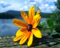 sunshineN
