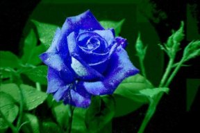 innamylove