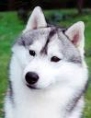 syberianhusky