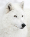 Wolf.girl95