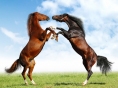 Macedonian.Horse