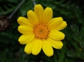 chamomile