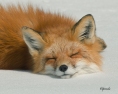 Inna.Foxy