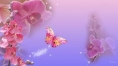 orchidea.orchidea