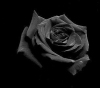 Black.rose