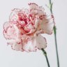 Carnation