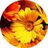 nevena@