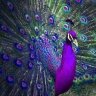 PurplePeacock