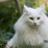NorwegianCat