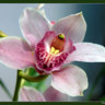 Orchidea