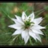 Nigella-sativa