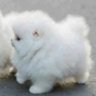 cottonball