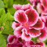 Pelargonium