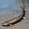 Tiktaalik