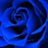 blue.rose