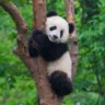 Panda00