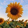 Sunflower_Girl