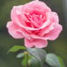 Gordana78
