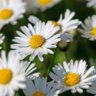 Daisy96