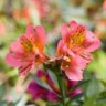 FlowerSong