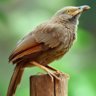 Babbler