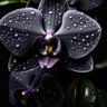 Black orchid