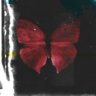 red butterfly