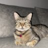 MEow123