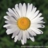 Daisyflower