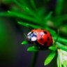 Ladybug.89