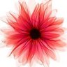 gerbera.tm