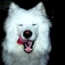 SamoyedDogs