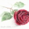TheRose