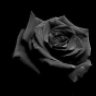 Black.rose