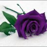 purple.rose