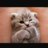 Kitty23