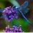 Dragonfly88