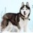 Husky lover