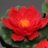 RedLotus